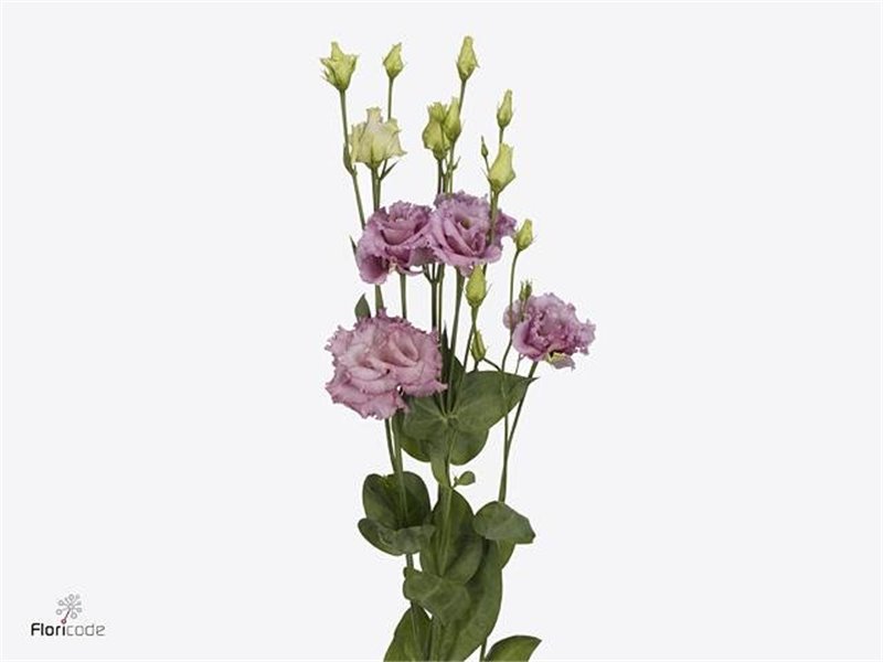 Eustoma Double Julius Grape c1642
