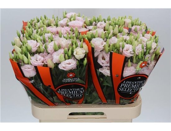 Eustoma Double Lis Soft Pink c1643