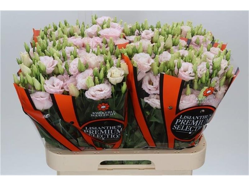 Eustoma Double Lis Soft Pink c1643