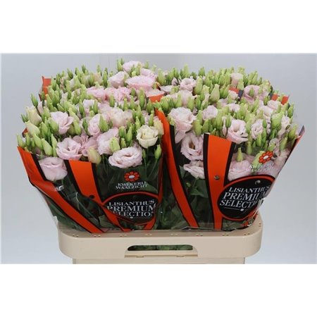 Eustoma Double Lis Soft Pink c1643