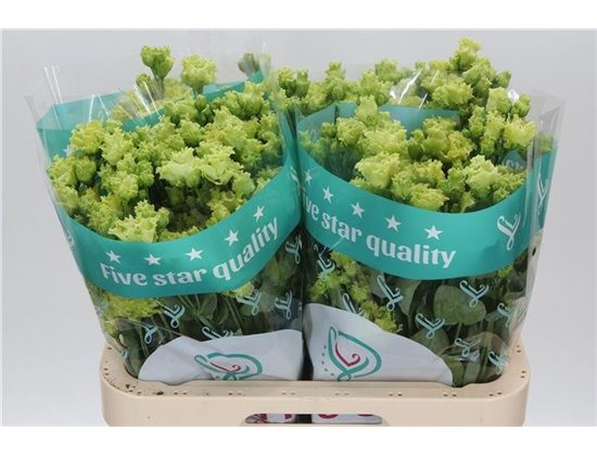 Eustoma Double Rosan Emerald c1646