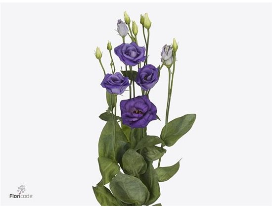 Eustoma Double Rosi Blue c1648