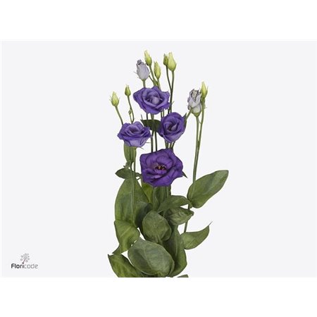 Eustoma Double Rosi Blue c1648