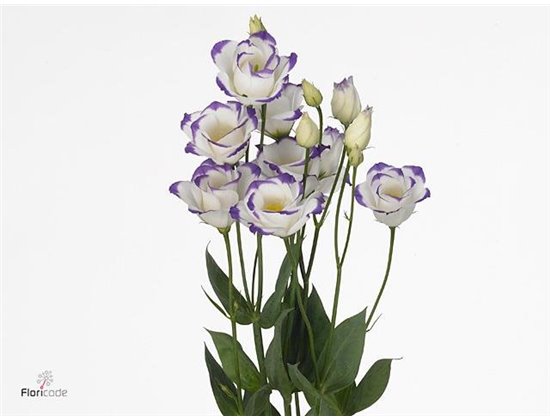 Eustoma Double Rosi Blue Picotee c1651