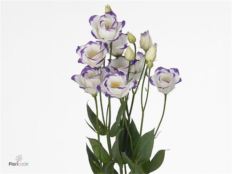 Eustoma Double Rosi Blue Picotee c1651