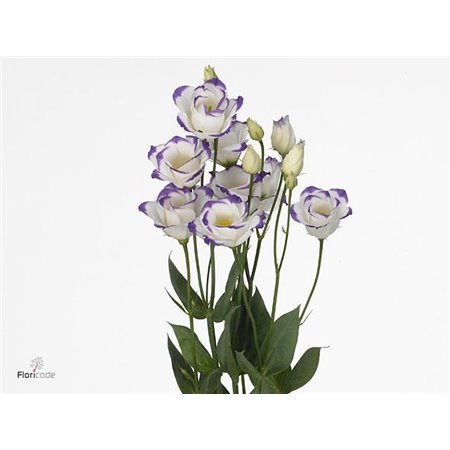 Eustoma Double Rosi Blue Picotee c1651