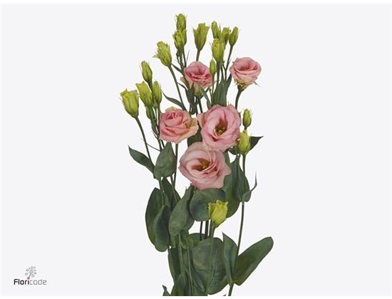 Eustoma Double Rosi Champagne c1652