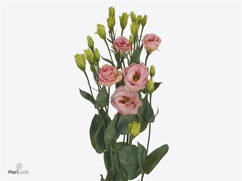 Eustoma Double Rosi Champagne c1652