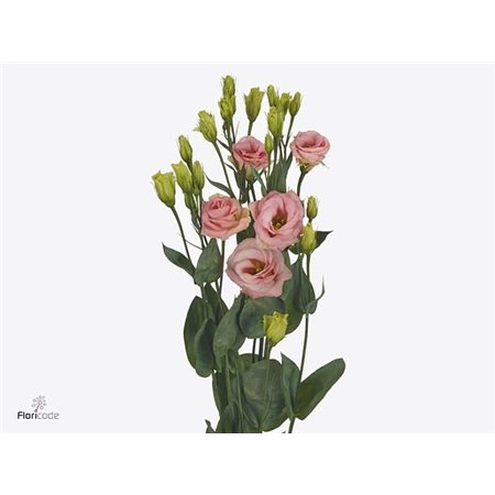 Eustoma Double Rosi Champagne c1652