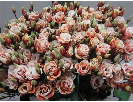 Eustoma Double Rosi G Brownie c1653