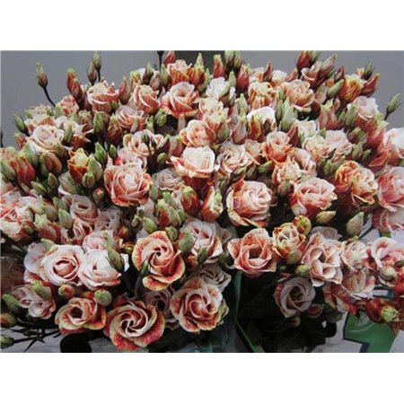 Eustoma Double Rosi G Brownie c1653