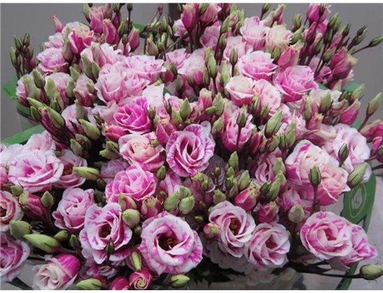 Eustoma Double Rosi G Brownie c1654
