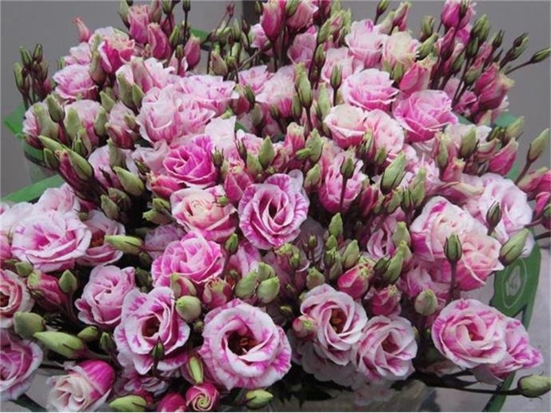 Eustoma Double Rosi G Brownie c1654