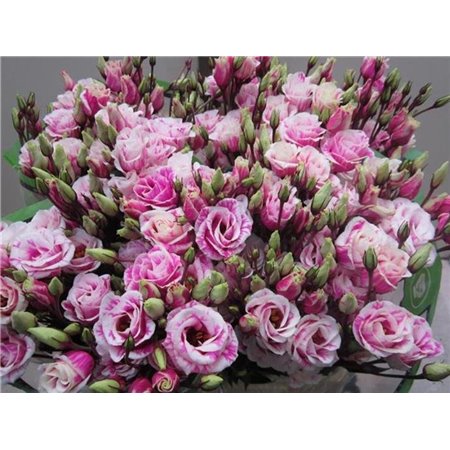 Eustoma Double Rosi G Brownie c1654