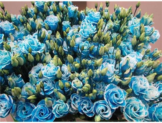 Eustoma Double Rosi G Orange c1656