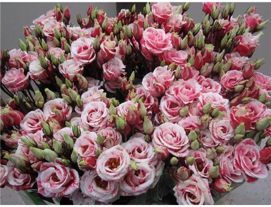 Eustoma Double Rosi G Red c1657