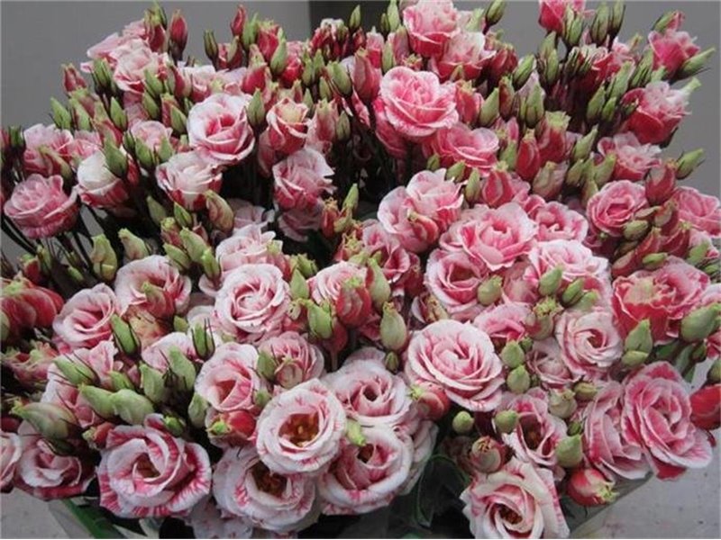 Eustoma Double Rosi G Red c1657
