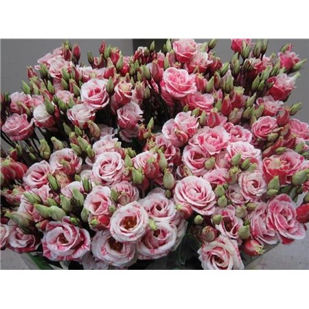 Eustoma Double Rosi G Red c1657