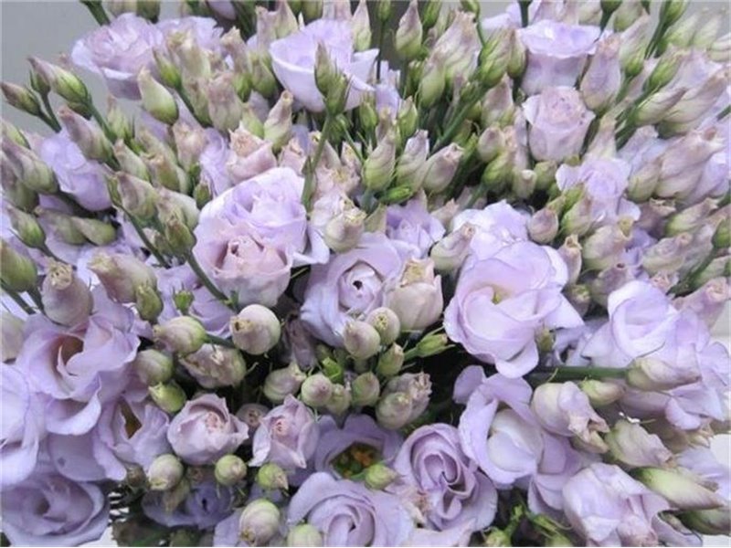 Eustoma Double Rosi G Sweet Milka c1659