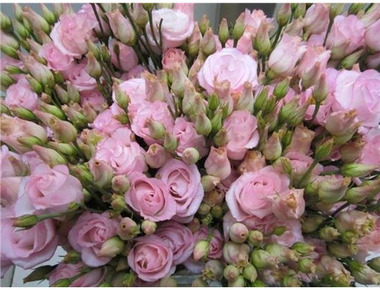 Eustoma Double Rosi G Sweet Rose c1660