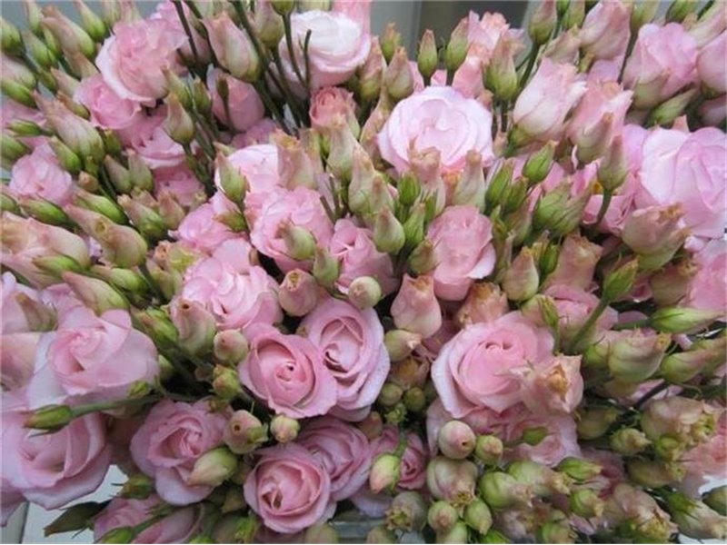 Eustoma Double Rosi G Sweet Rose c1660