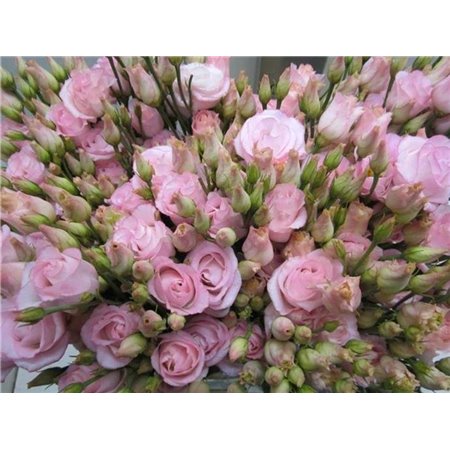 Eustoma Double Rosi G Sweet Rose c1660
