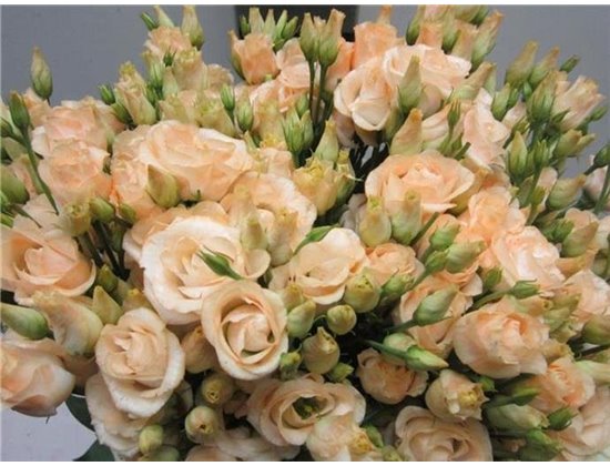 Eustoma Double Rosi G Sweet Salmon c1661