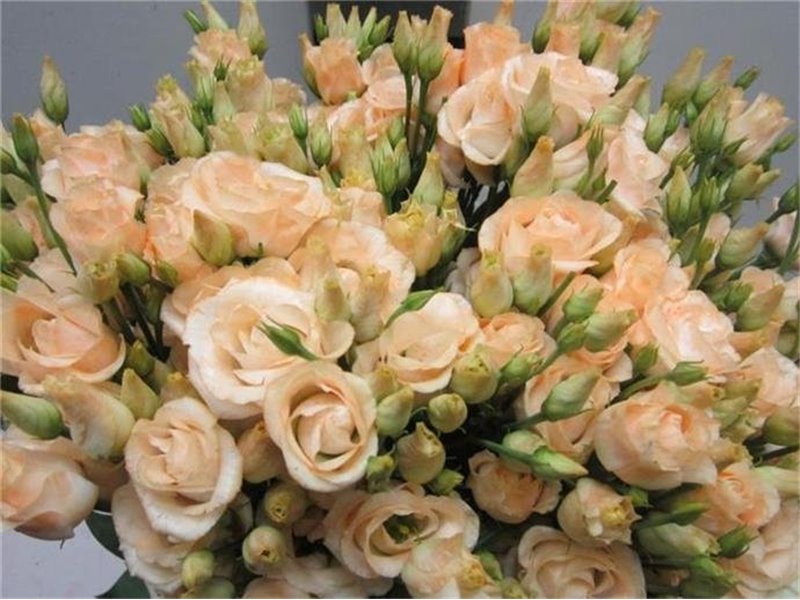 Eustoma Double Rosi G Sweet Salmon c1661