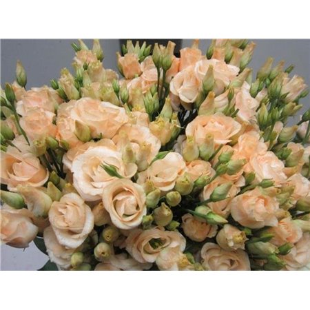 Eustoma Double Rosi G Sweet Salmon c1661