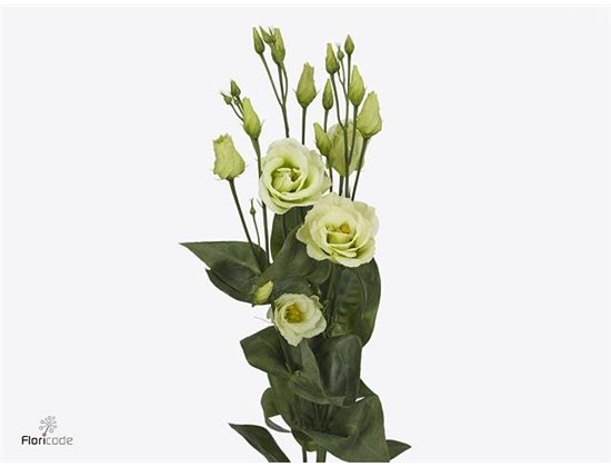 Eustoma Double Rosi Green c1663