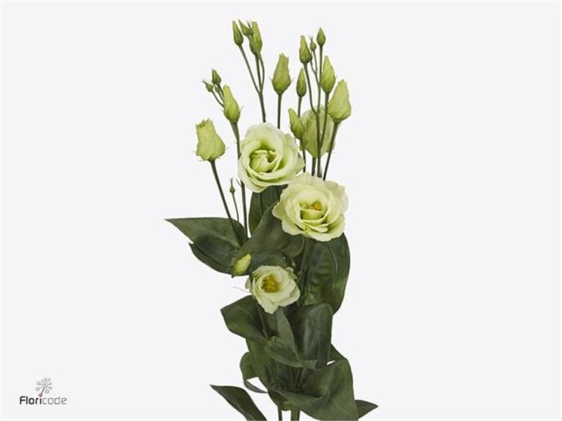 Eustoma Double Rosi Green c1664