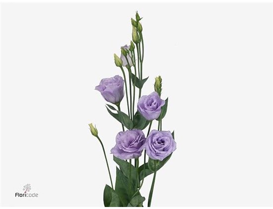 Eustoma Double Rosi Lavender c1667
