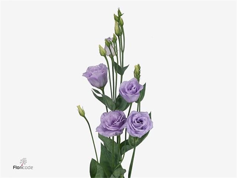 Eustoma Double Rosi Lavender c1667