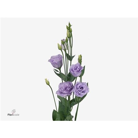 Eustoma Double Rosi Lavender c1667