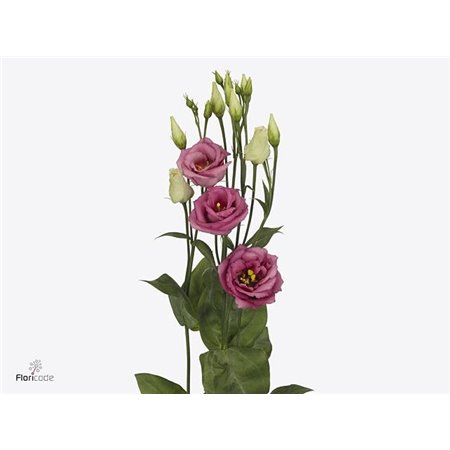 Eustoma Double Rosi Rose Pink c1669