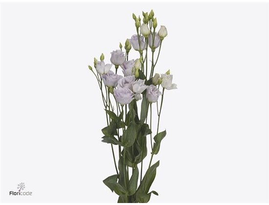 Eustoma Double Rosi Sweet Lavender c1671