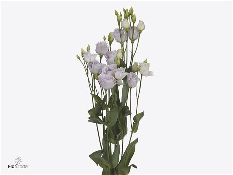 Eustoma Double Rosi Sweet Lavender c1671