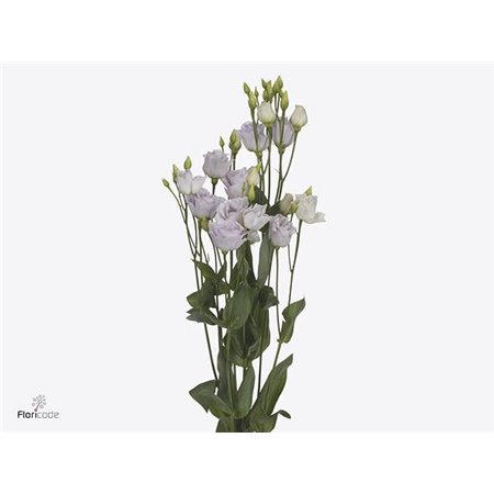 Eustoma Double Rosi Sweet Lavender c1671