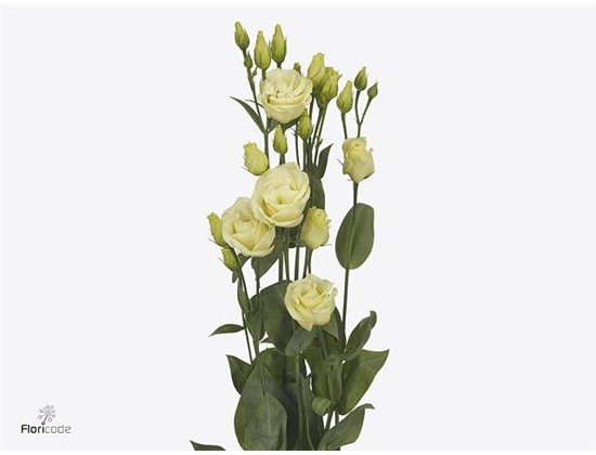 Eustoma Double Rosi Yellow c1676