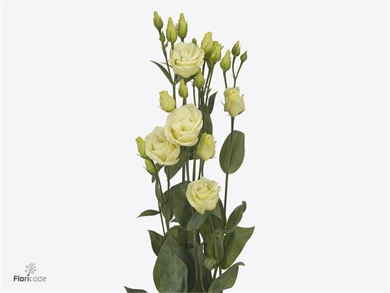 Eustoma Double Rosi Yellow c1676