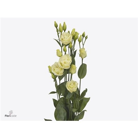 Eustoma Double Rosi Yellow c1676