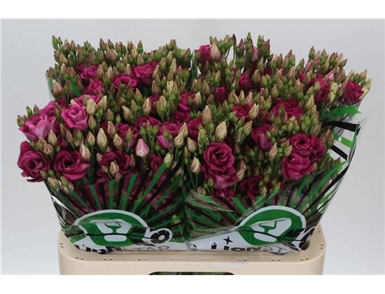 Eustoma Double Rosita Cherry c1677
