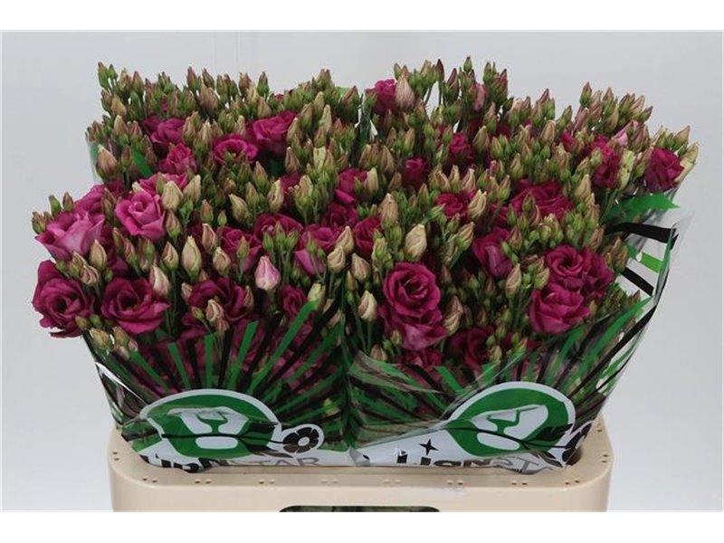 Eustoma Double Rosita Cherry c1677