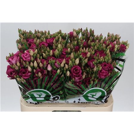 Eustoma Double Rosita Cherry c1677