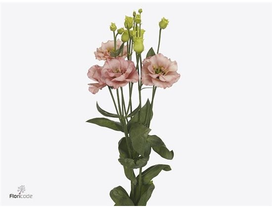 Eustoma Double Sabrina Orange c1678