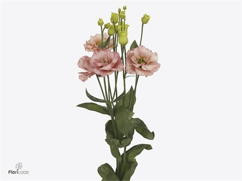 Eustoma Double Sabrina Orange c1678