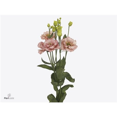 Eustoma Double Sabrina Orange c1678