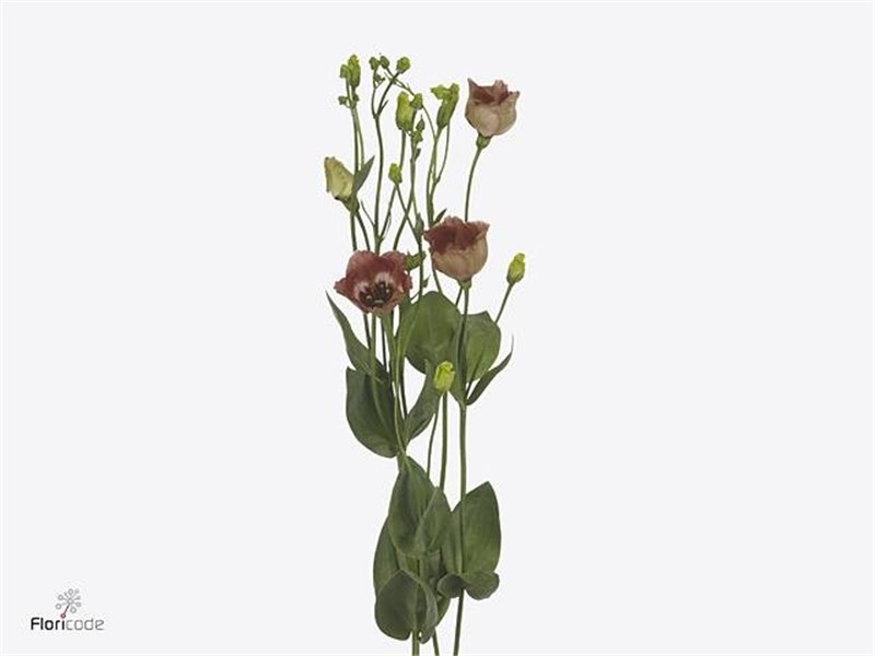 Eustoma Single Bohemian Choco c1680