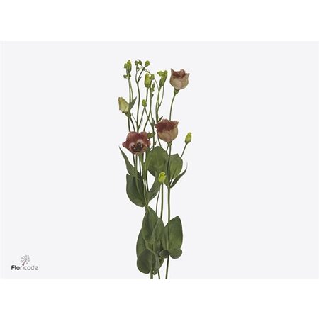 Eustoma Single Bohemian Choco c1680