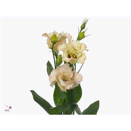 Eustoma Single Falda Apricot c1681